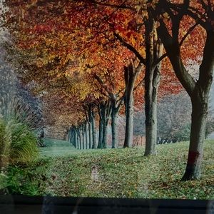 Pair of Fall Wall Art Matted and Framed Photographs.